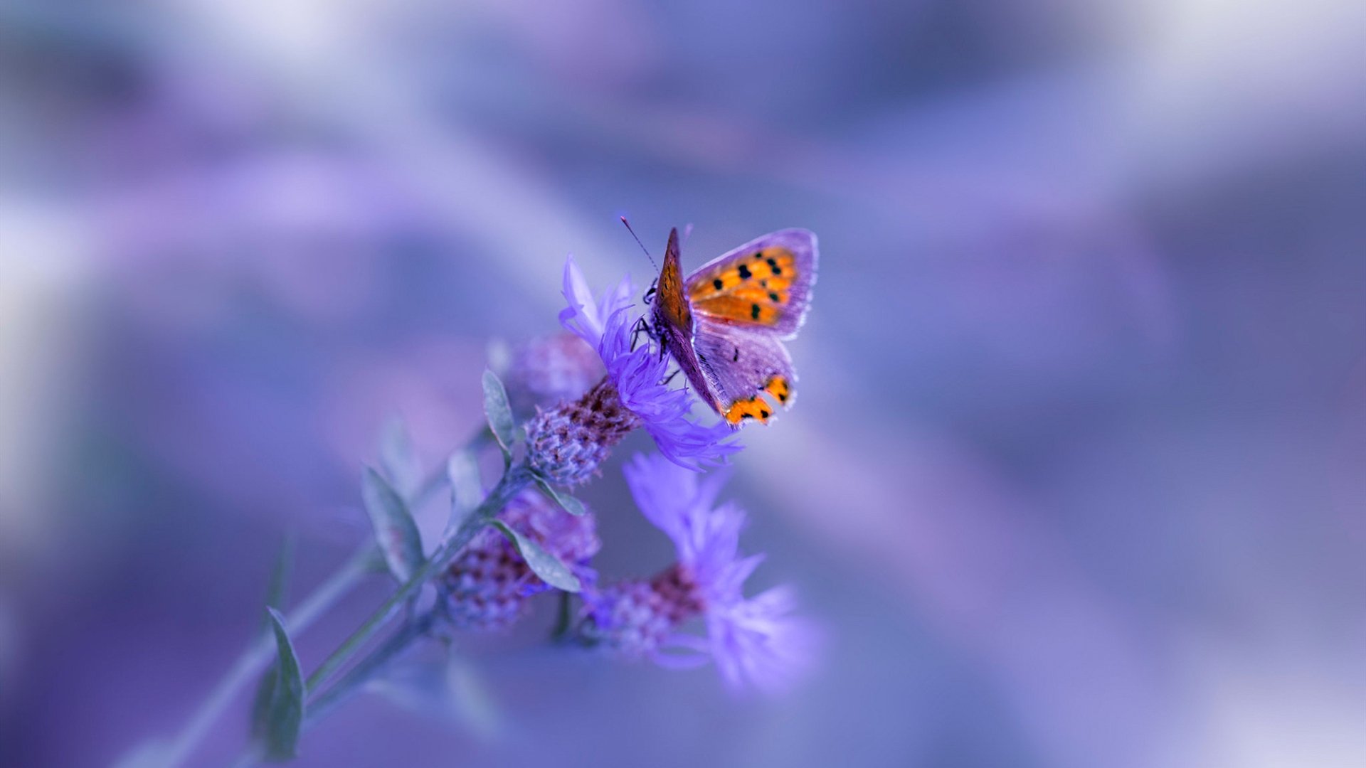 大舞台与追光者，意甲焦点战夜的拉梅洛现象