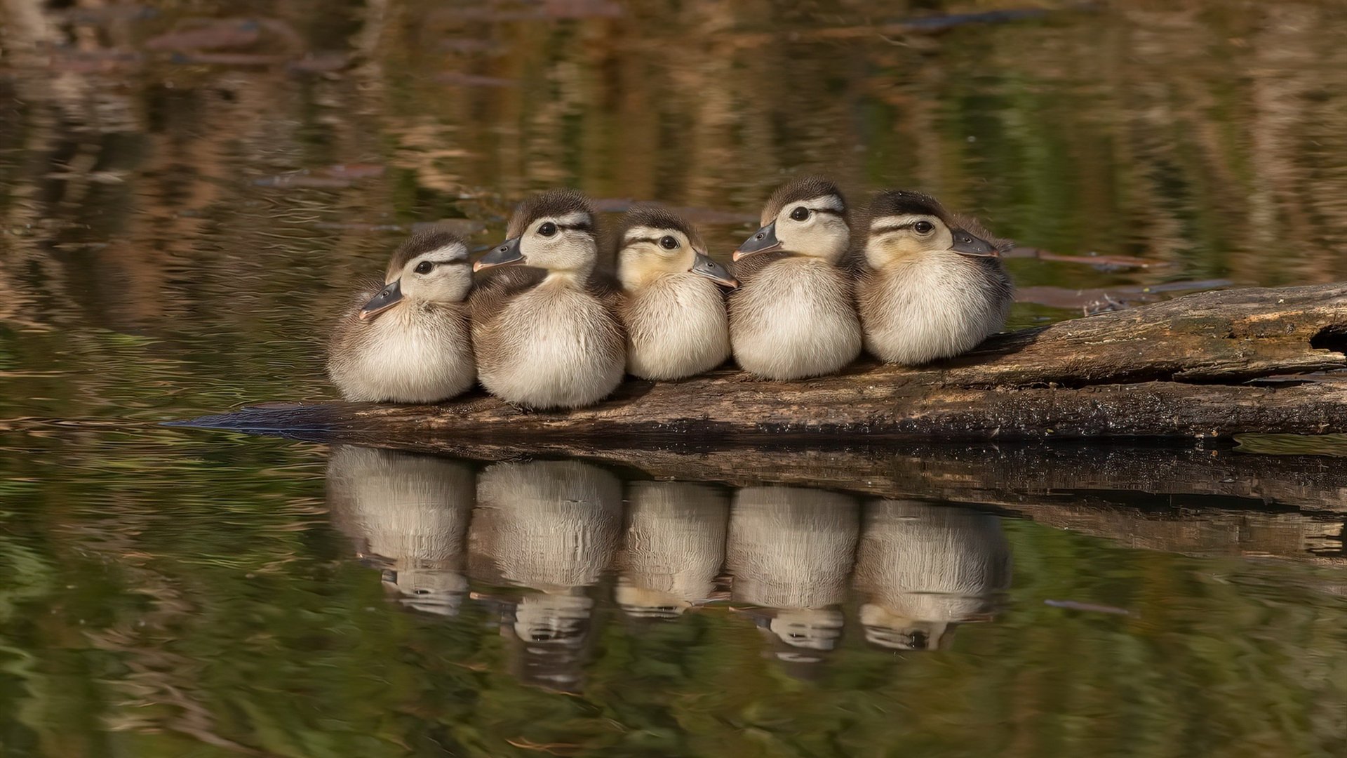 复仇者与幸存者，绿茵场上关于命运的两种回声