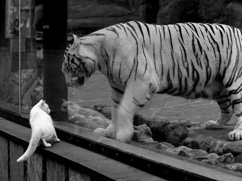 克瓦拉茨赫利亚闪耀诺坎普，巴萨生死战力克几内亚，实力证明自我