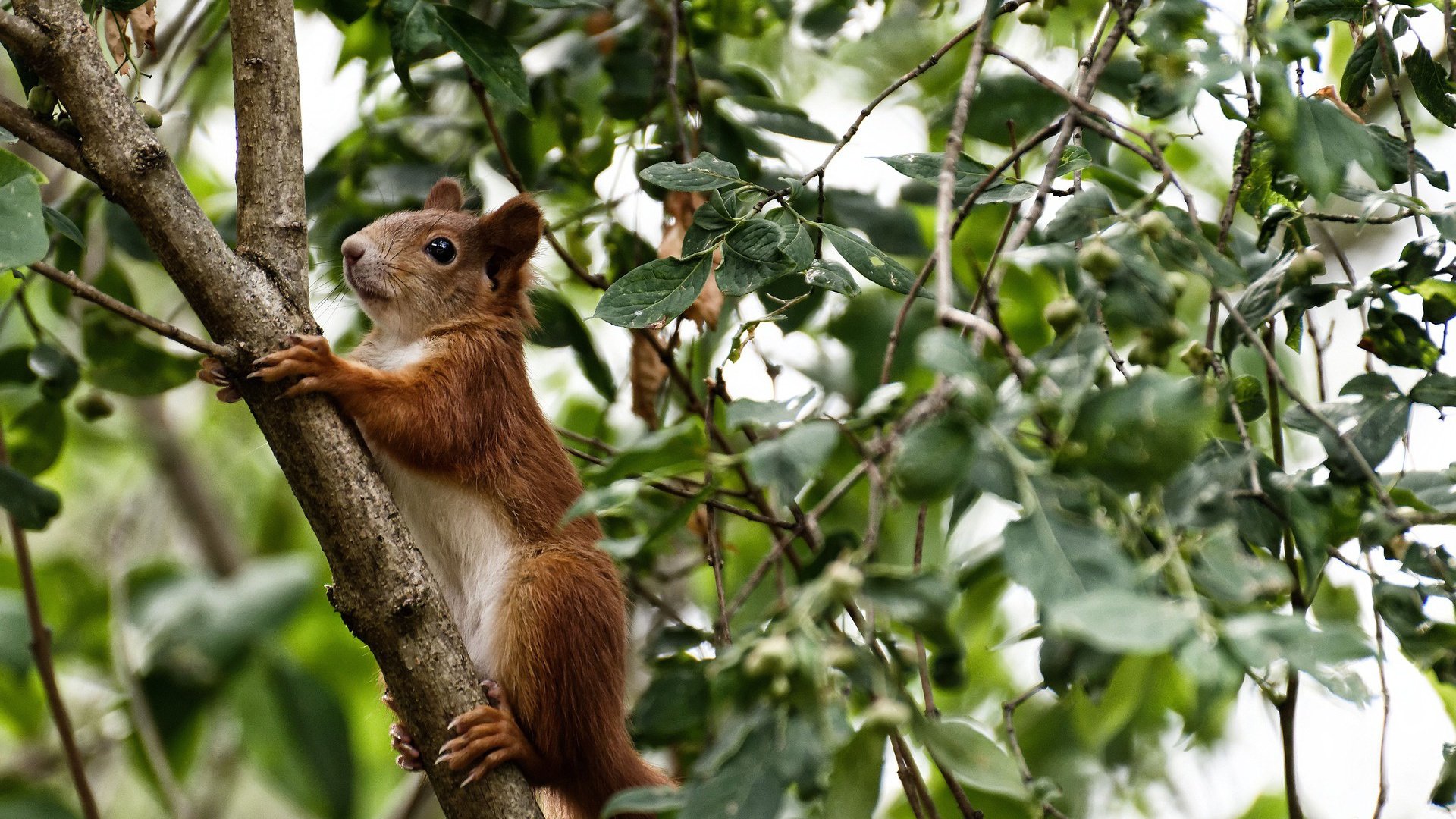 球场到商场，篮网式的节奏控制如何让‘国王’加冕