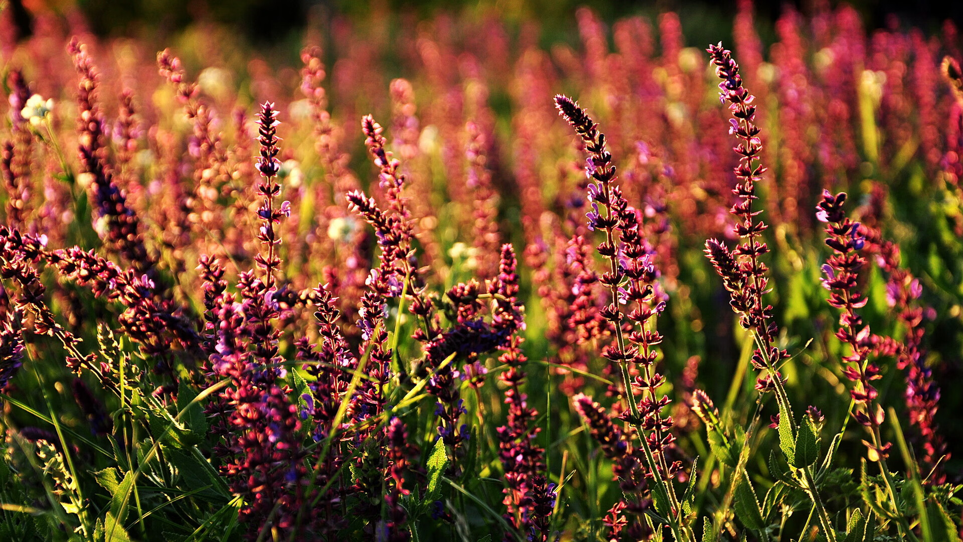 从硬木到赛道，热火横扫开拓者的篮球风暴，与莫兰特在F1争冠的跨界传奇