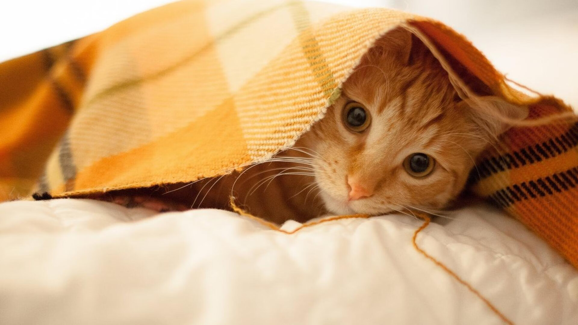 当欧冠战术板挂上篮球馆,掘金用足球智慧速胜浙江的秘密